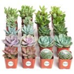 Succulent Plants