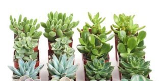 Succulent Plants