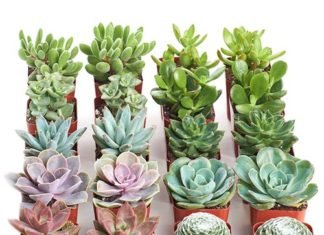 Succulent Plants